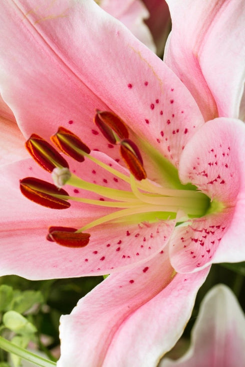 ÓLEO CORPORAL PERFUMADO DE LÍRIO